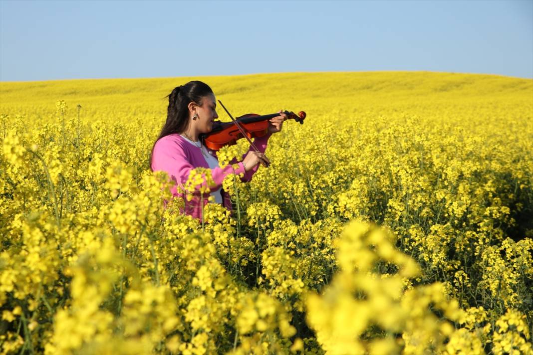Kanola şöleni! Fotoğraf tutkunlarının yeni rotası burası oldu 1